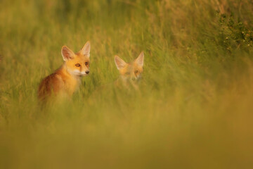Cute Fox. Green nature background. Red Fox. Vulpes vulpes.