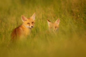 Cute Fox. Green nature background. Red Fox. Vulpes vulpes.