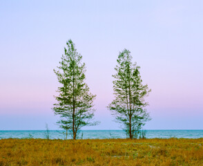 Fototapeta na wymiar Pine trees on beach in twilight time.This is photo shot by Film and Grain filter effect.