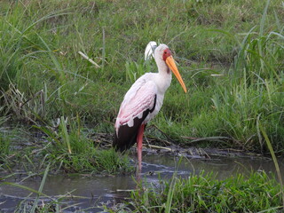 yellow billed stork in the grass