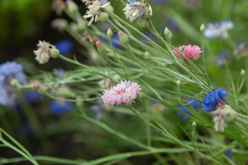 flowers in the garden