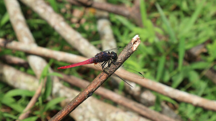 Close up of a red tailed dragonfly perch on a dry rubber stick