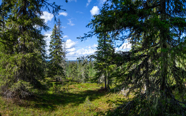 Fototapeta na wymiar Postcard view from a green hill to the taiga in the distance. Tall spruces on the sides. Light and shadows. The beauty of the taiga. The happiness of traveling. Paanayrvi