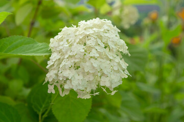 white flowers in the garden