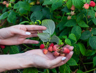 fresh young red raspberry in hand in the middle of summer