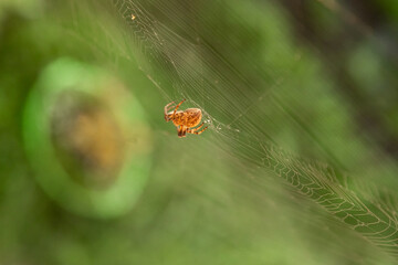 spider