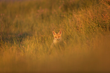 Cute Fox. Green nature background. Red Fox. Vulpes vulpes.