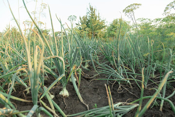 onions in the garden