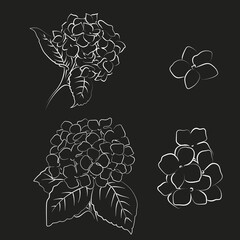 looming flower hydrangea on black background.