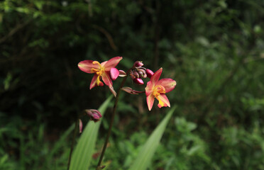 Side view of a pink, yellow and orange color ground orchid flower and few buds and a red ant on it