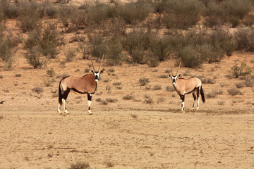 Naklejka na ściany i meble The gemsbok or gemsbuck (Oryx gazella) standing on the red sand dune with red sand, dry grass around and green trees round.