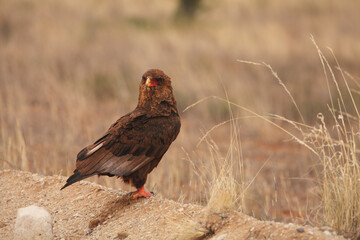 The immature Bateleur (Terathopius ecaudatus) sitting on dry sand.