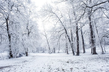 winter time in park from Sibiu city, Romania