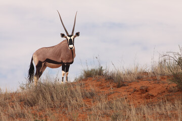 The gemsbok or gemsbuck (Oryx gazella) staying on the red sand dune with red sand and dry grass...