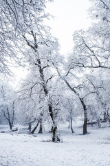 Fototapeta na wymiar winter time in park from Sibiu city, Romania