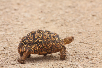 The Leopard Tortoise (Geochelone pardalis) walking across the sand road in Kalahari desert.