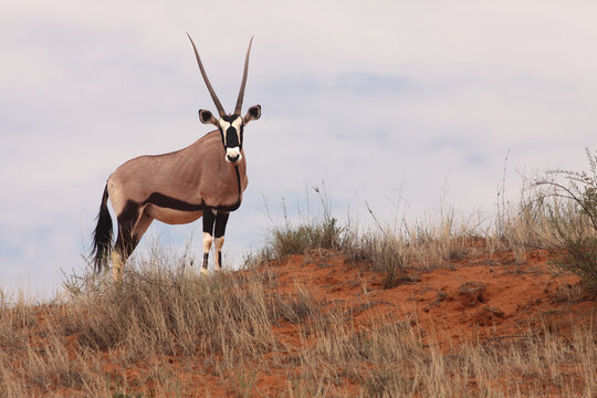 The gemsbok or gemsbuck (Oryx gazella) staying on the red sand dune with red sand and dry grass around.