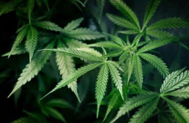 cannabis leaves close-up. natural background