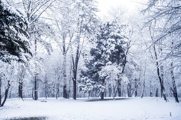 winter time in park from Sibiu city, Romania