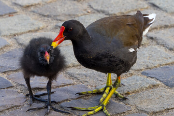 Moorhen feeds its nestling on the pavement in the city