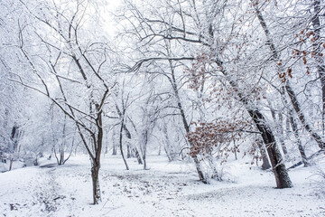 winter time in park from Sibiu city, Romania