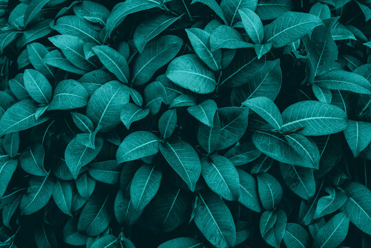 Tropical Leaves Dark Blue Tone Texture Background © eakarat