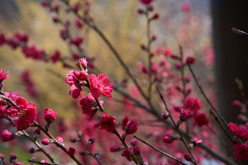 Close-up of beautifully blooming red peach blossom     