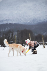 Half breed shepherd and Husky gets along well with child. Winter holidays in village in fresh air. Little girl in warm knitted hat and jacket is walking in winter park with mixed breed white dog.