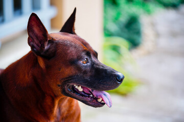 Ridgeback Thai brown dog close-up at face. Young doggy show tongue sit and look outdoor. Friend of...
