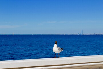 St. Petersburg skyline view from the Gulf of Finland from Petrodvorets (Peterhof) Russia. Seagull looking into camera from the pier fence