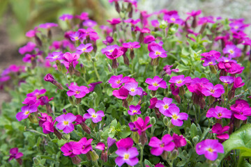 The flowers are bright pink. Close-up of flowers on a flower bed