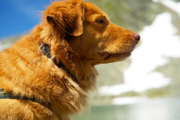 Close up of a nova scotia duck tolling retriever in the mountains