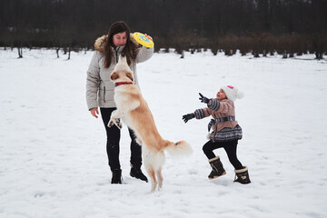 Caucasian woman with girl play in snow with their dog. Mix breed dog jumps high and tries to catch...