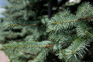 branches of fir tree extreme close up