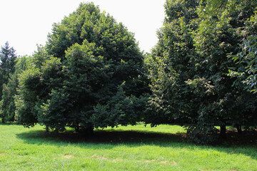 park, forest, grove, trees, willow, grass, lawn, green, landscape, nature, linden