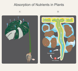 How to use new dental floss. Illustration healthy teeth and gums by using new dental floss.
