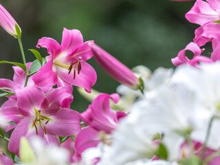 Lily flower