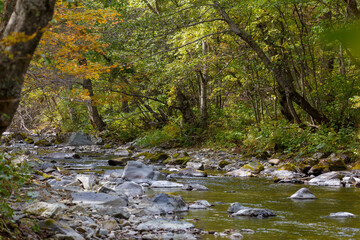 Sikhote-Alin Biosphere Reserve. A clean taiga river flows through a dense protected forest.