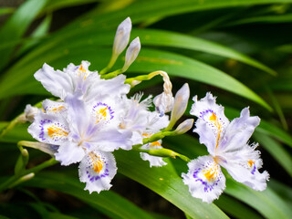 Flowers of Iris japonica (Tokyo, Japan)