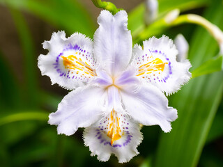 Flower of Iris japonica (Tokyo, Japan)