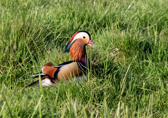 A male mandarin duck in colorful spring plumage