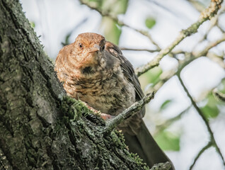 Aufmerksame Amsel im Baum