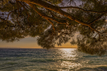 Amazing sunset view through brunches at sea beach. Summertime. Holiday with family.