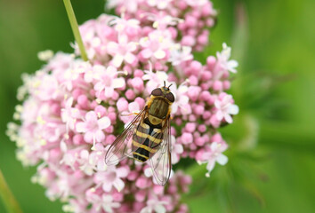 The Banded Hoverfly. Scientific name Syrphus ribesii. Hoverfly is collecting nectar from some Valeriana flowers. 