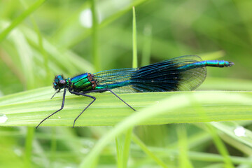Male Banded demoiselle. Scientific name, Calopteryx splendens. Damsefly is perched on a grass stalk