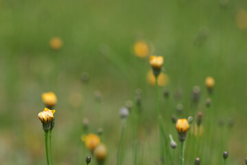 緑背景の黄色い花