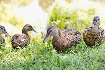 Wild ducks. A flock of wild ducks. 