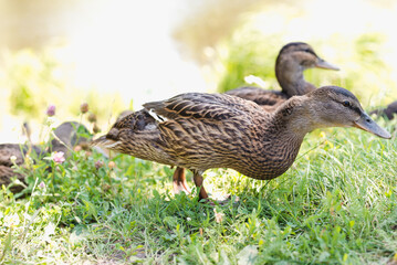 Wild ducks. A flock of wild ducks. 