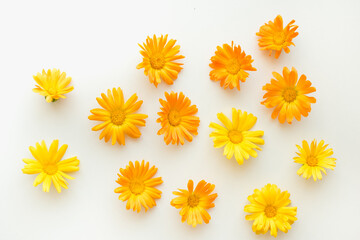 medicinal plants, calendula flowers on a white background, orange flowers, colored background 