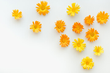 medicinal plants, calendula flowers on a white background, orange flowers, colored background 